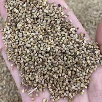 春枝韵水稗草种子小米草子高产水草耐水淹耐旱湖南稷子 50克水稗草试