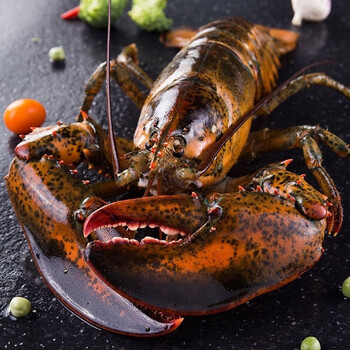 李塘地 【顺丰空运】波士顿龙虾大波龙鲜活海鲜速冻澳洲澳龙超大特大1