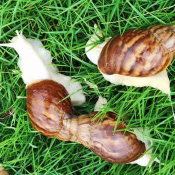 泽驭名宠宠物蜗牛白玉蜗牛活体实验套装宠物观赏蜗牛学生科普教学大小