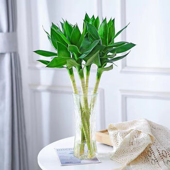 山头林村文昌竹4支带根好养观音竹荷花竹富贵竹水培植物办公室内水养