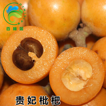 买二送一枇杷树苗北方南方五星大枇杷四季当年结果嫁接枇杷盆栽枇杷苗贵妃枇杷4年苗当年结果 图片价格品牌报价 京东