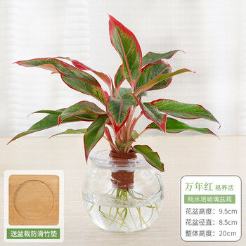 水培植物万年红盆栽室内花卉绿植净化空气除甲醛水养绿植如意盆景四季常红送礼水培万年红 竹托 图片价格品牌报价 京东