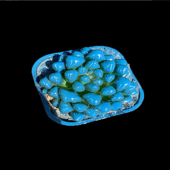 冰灯玉露彩色多肉植物四季易养活潘氏水晶玉露室内桌面盆栽 蓝色大号