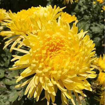 盆栽秋菊乒乓球菊千头四季菊食用九月金丝种室内外绿植花卉 01金丝皇