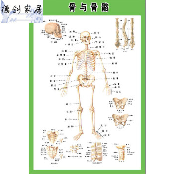 内脏解剖示意图全身器官分布图医院心脏解剖挂图医学海报 骨与骨骼图