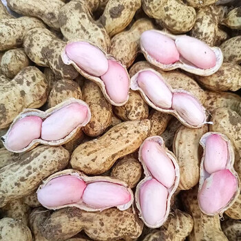 寻味君 新鲜现挖花生带壳湿花生 农家鲜花生红皮粉皮水煮嫩花生 8斤