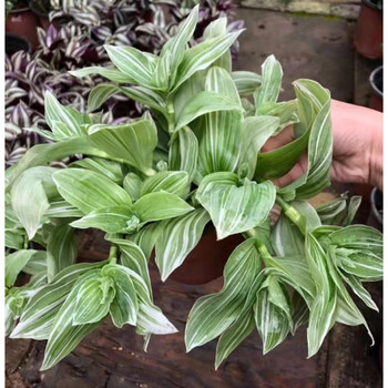 现货青白江吊竹梅白边吊兰垂吊白花紫露草锦紫鸭跖草白花紫露草锦小盆裸根不带土 图片价格品牌报价 京东