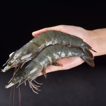 【顺丰发货】青岛海捕虾子大虾鲜活新鲜冷冻特大号海鲜批发 纯虾8斤品