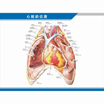 心臟的位置(橫版) 32寸(60x80釐米) 防水防曬背膠(背面有膠