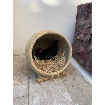 母鸡下蛋窝鸡生蛋窝 鸡窝家用户外特大号 孵蛋鸡棚鸡舍草编