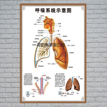 呼吸系统示意图—hb pp胶 40*60cm