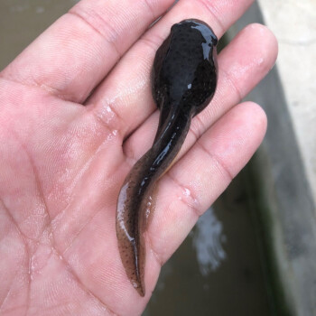 蝌蚪活體兒童寵物青蛙小蝌蚪批發幼兒園苗牛蛙買就送包活水族觀賞一袋