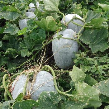 正常发货 滨淇阳台种菜蔬菜种子粉皮冬瓜种子冬瓜籽庭院盆栽爬藤瓜果菜种 30粒 图片价格品牌报价 京东