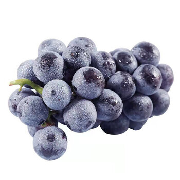 新鲜巨峰葡萄酸甜口味特别大现摘应当季鲜鲜孕妇水果提子辽峰大葡萄5