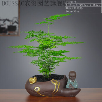 boussac文竹盆栽創意微景觀盆景植物室內辦公桌花卉綠植桌面造型四季