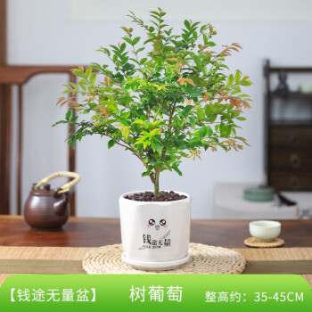 木繁 樹葡萄盆栽植物室內花卉綠植好養活陽臺庭院種植果樹果苗四季