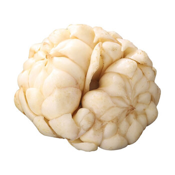 采缇龙牙百合新鲜 食用香粉糯百合现挖不苦 2斤