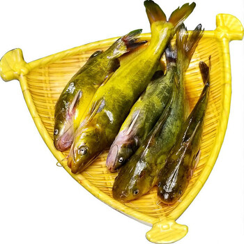 森图鲜 黄骨鱼黄辣丁昂刺鱼新鲜黄丫头黄颡鱼 小号一条6-10厘米(20条
