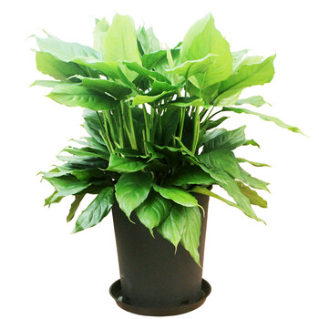 花七休中型万年青 高约60cm 花七休中型万年青 高约60cm 黑色塑料花盆 含托盘绿萝盆栽办公居家花卉绿植客厅阳台室内大型植物盆景 行情报价价格评测 京东