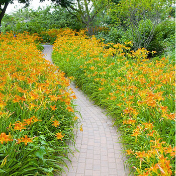 花永芳 大花萱草苗多年生宿根地被植物耐寒耐荫室外别墅庭院绿化花草