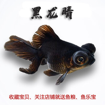 金鱼活体观赏鱼小金鱼锦鲤冷水鱼蝶尾兰寿草金鱼苗淡水小型鱼浅蓝色黑龙6 8cm3条 图片价格品牌报价 京东