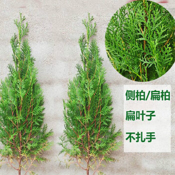 塔柏侧柏树苗扁柏树苗松柏宝塔松柏枝树松柏龙柏塔柏绿化苗d7 侧柏
