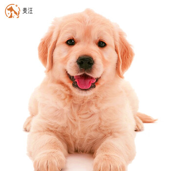 绿柒号金毛幼犬纯种金毛狗宠物狗狗活体导盲犬中型犬金毛幼崽活体有