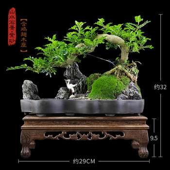 清香木悬崖式树桩山石造型盆景室内桌面大植物胡椒木艺术盆栽送礼山水石景 紫砂 悬崖清香木 鸡翅木座 图片价格品牌报价 京东