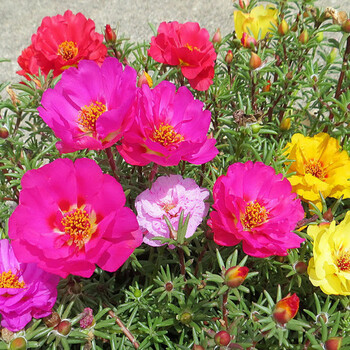 混色太阳花种子籽松叶牡丹花草家庭室内阳台盆栽绿植花卉四季易播花种混色太阳花种子1000粒 图片价格品牌报价 京东