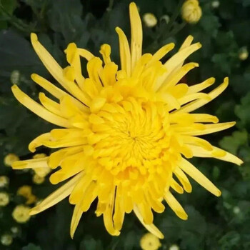 花卿士特级金丝皇菊种子食用去火贡菊野神杭白菊庭院黄菊花花卉种子