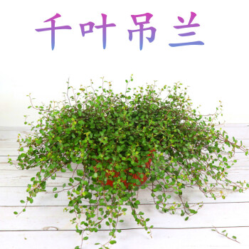 常绿盆栽花卉室内植物婚纱吊兰铁丝草纽扣藤 千叶吊兰【1盆】 不含盆