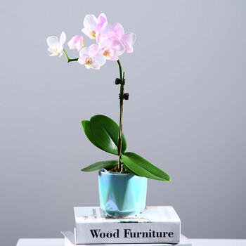 蝴蝶兰带花苞花室内兰花植物盆栽原生种桌面白色迷你花卉随机花色发货 小菱形贝母蓝指定花色需备注含盆 图片价格品牌报价 京东