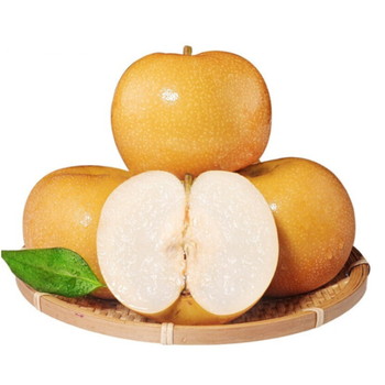 秋月梨礼盒 冰糖蜜梨 新鲜丰水梨子水果当季新鲜砀