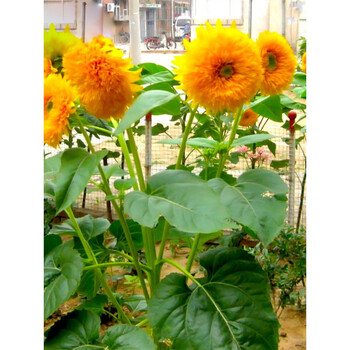 耐热耐旱阳台室内花卉盆栽植物向日葵花种子籽 观赏迷你向日葵种 玩具