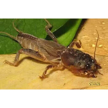 荣郁蝼蛄活虫活体宠物活物耕狗拉拉蛄扒扒狗壮膘饲料土狗虫子土狗8盒