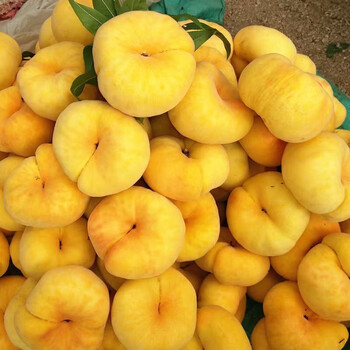 奶油黄金蟠桃新鲜水果桃子当季脆甜孕妇手撕黄扁桃毛潘桃过节送礼 5斤