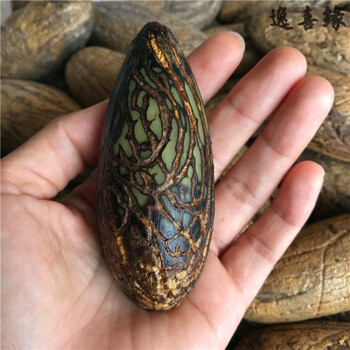 逸喜缘 千眼菩提精品千眼菩提子原籽原料按斤大果阴皮绿果文玩菩提果