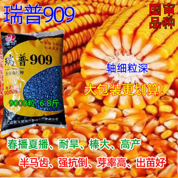国审三联瑞普909玉米种子矮杆大穗轴细春播夏播抗旱高产玉米种子瑞普