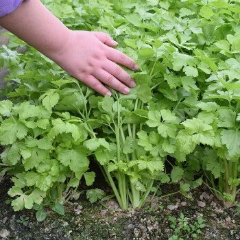 疏蔬萊菜種籽家庭蔬菜種植陽臺田園易種菜子菜籽種孑菜仔小香芹苗20棵