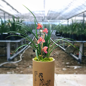 雲南老種蘭花苗春蘭東方紅荷濃香型花卉銘品荷瓣紅花組培4苗40不含盆