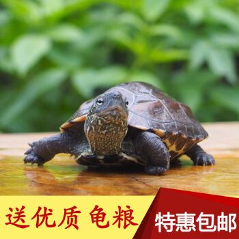 家養小烏龜活物學生寵物龜稀有水龜大巴西龜小動物中華草龜墨龜苗 8至