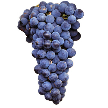 怀来赤霞珠酿酒葡萄新鲜西拉霞多丽马瑟兰葡萄酿酒20斤装 马瑟兰20斤
