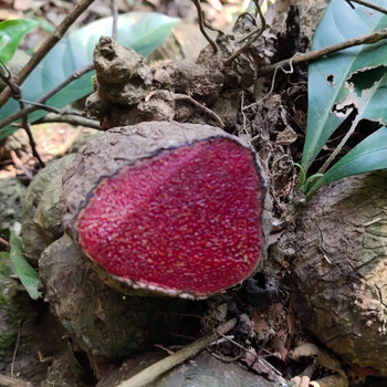 薯莨薯良鲜干货鸡血莲血三七血葫芦酱头避血雷金花果红孩儿内廷上用 5