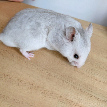 【京选推荐】仓鼠宠物金丝熊活长毛熊白熊仓鼠稀长毛纯银仓鼠 短毛