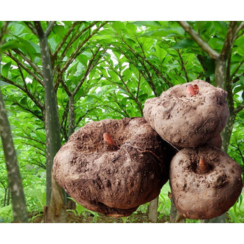 橙伯乐现货云南高山种植新鲜魔芋 魔芋头粉片魔芋豆腐原料魔芋5斤