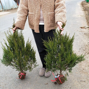 憶芗桧柏蜀桧柏树宝塔松墓地松塔柏清明松树苗刺柏扫墓树苗松 高度50
