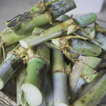花嫁衣金牧粮草种节无毛甜象草3号中华草种节籽四季猪用中华粮草牧草