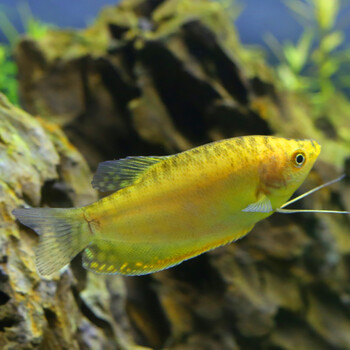 vieruodis 曼龙鱼小型热带鱼观赏鱼血丽丽丝足鱼珍珠马