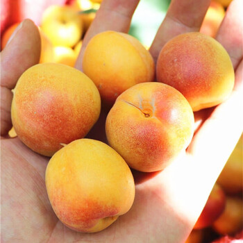 时染新疆小红杏新鲜甜杏轮台新疆杏子新疆小红杏新鲜吊干杏3斤精选装