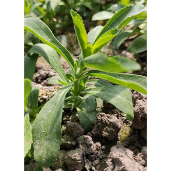 米囹甜叶菊苗甜菊叶苗 阳台盆栽甜叶菊苗 甜叶菊幼苗 甜叶菊种苗食用